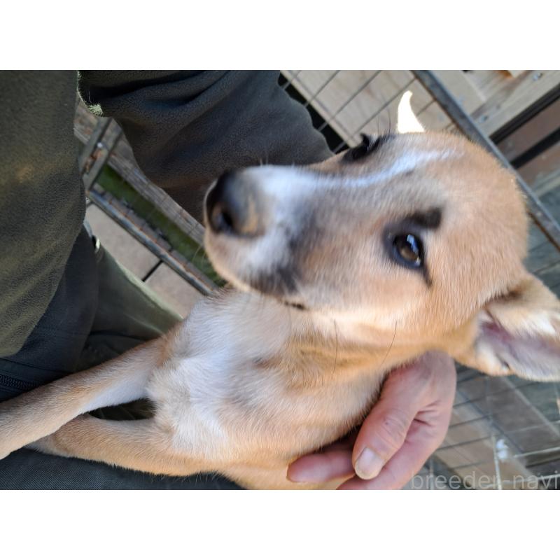 販売中の千葉県のミックス犬-422865の3枚目