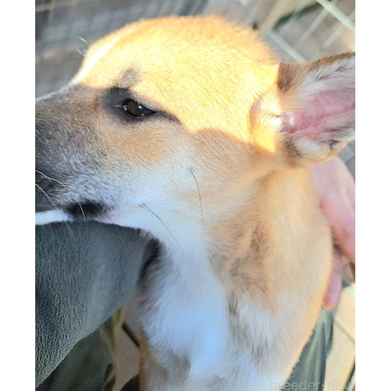 販売中の千葉県のミックス犬-422865の2枚目