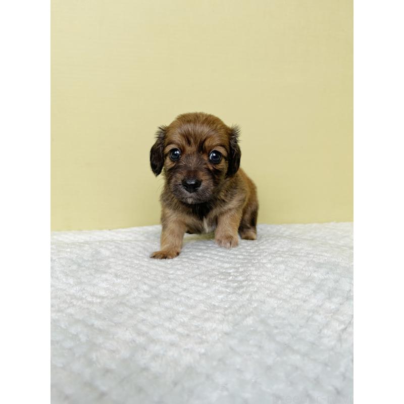 成約済の東京都のチワックス:チワワ×ミニチュアダックスフンド-421668の11枚目