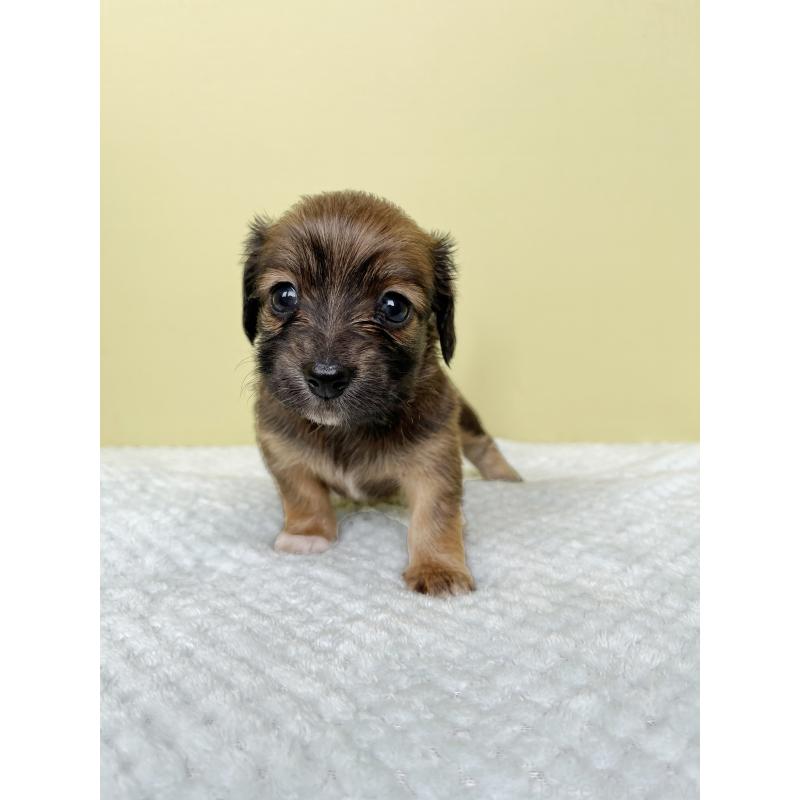 成約済の東京都のチワックス:チワワ×ミニチュアダックスフンド-421673の9枚目