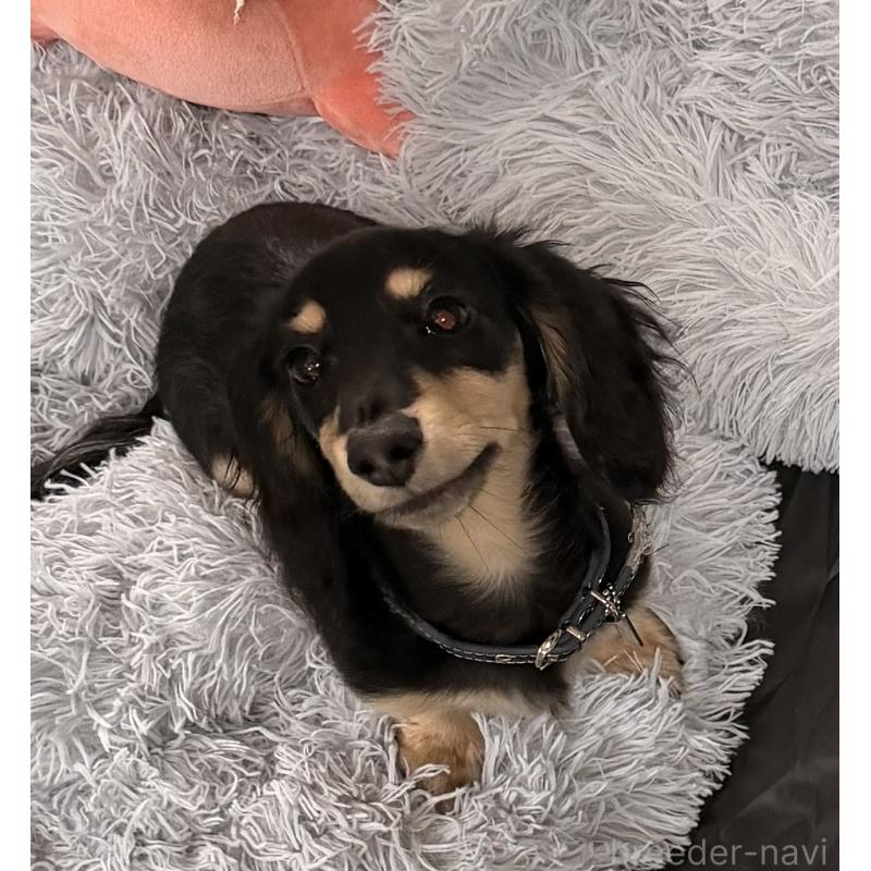 販売中の長野県のカニンヘンダックスフンド(ロングヘアード)-409853