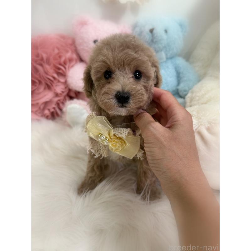 販売中の香川県のトイプードル-419506の16枚目