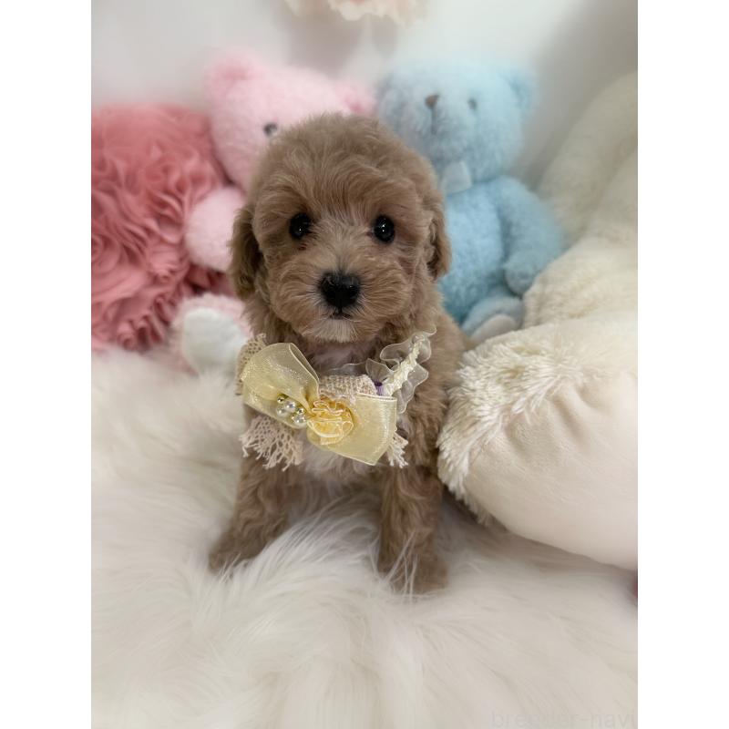 販売中の香川県のトイプードル-419506の15枚目