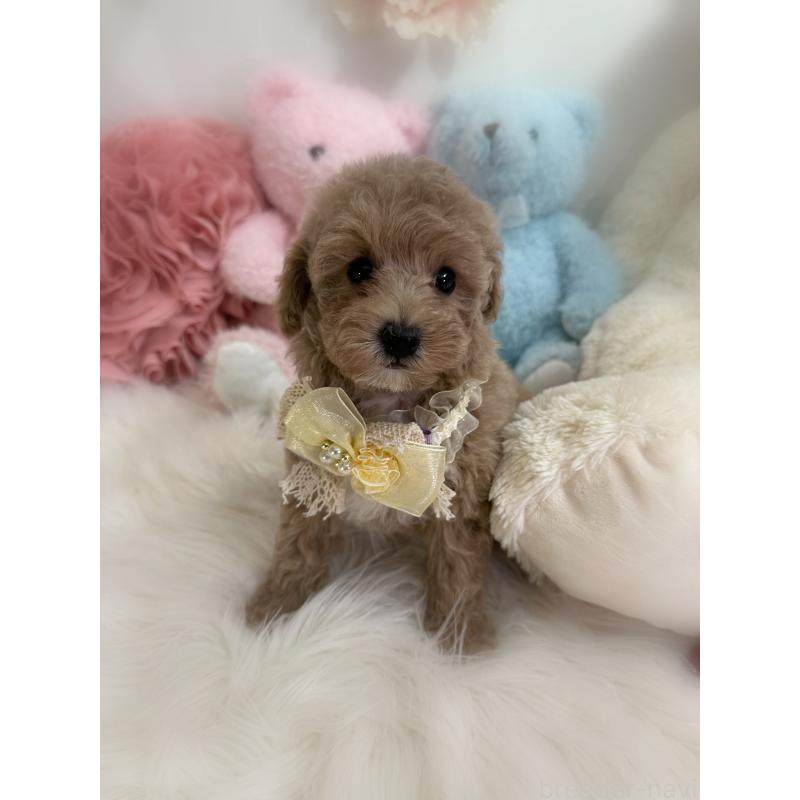 販売中の香川県のトイプードル-419506の14枚目