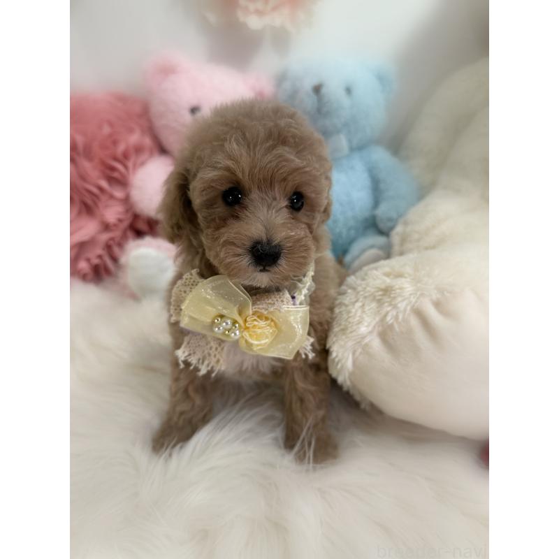 販売中の香川県のトイプードル-419506の13枚目