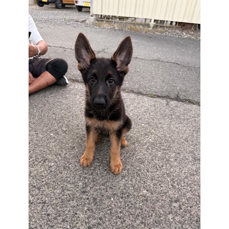販売中の滋賀県のジャーマンシェパードドッグ-422872の1枚目