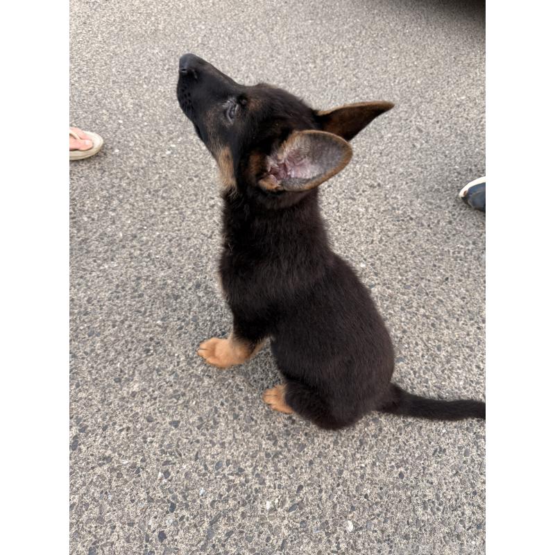 販売中の滋賀県のジャーマンシェパードドッグ-422872の6枚目