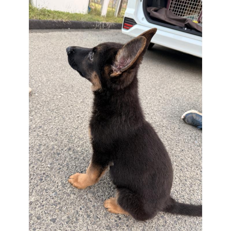 販売中の滋賀県のジャーマンシェパードドッグ-422872の5枚目