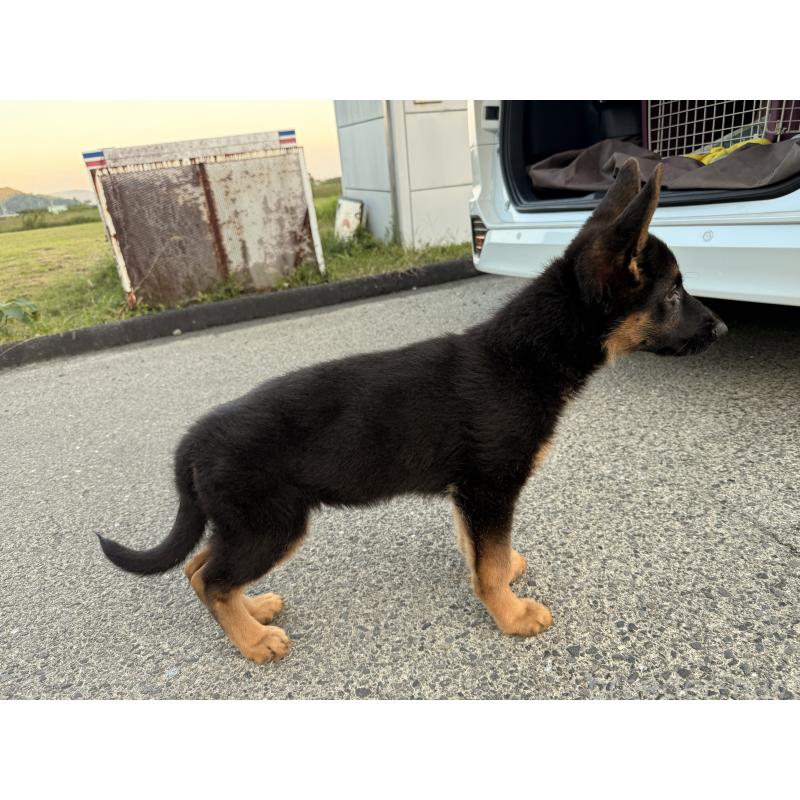 販売中の滋賀県のジャーマンシェパードドッグ-422872の4枚目