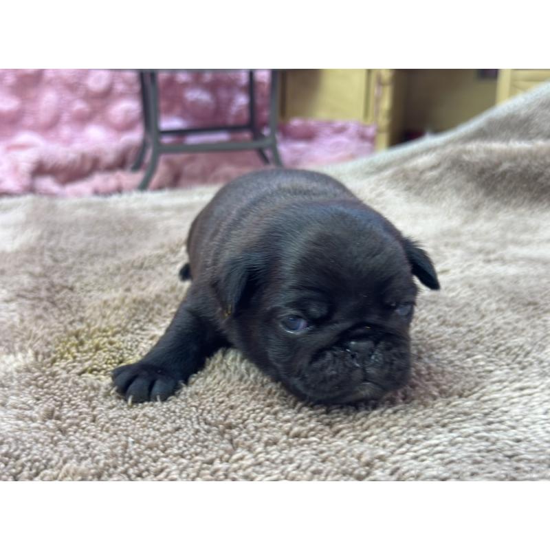 販売中の茨城県のパグ-422871の9枚目