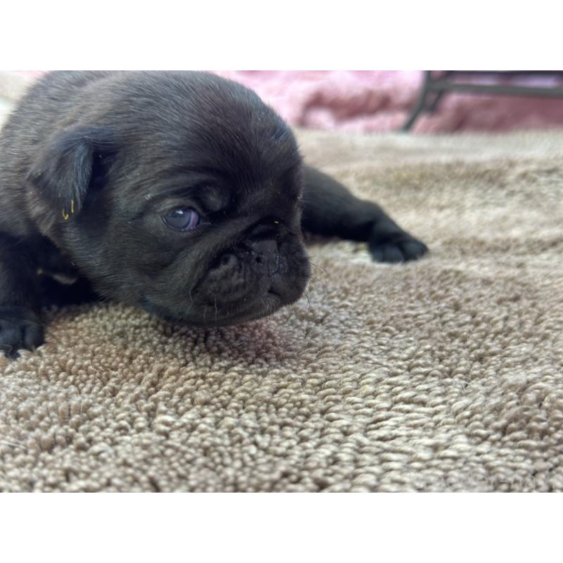 販売中の茨城県のパグ-422871の8枚目