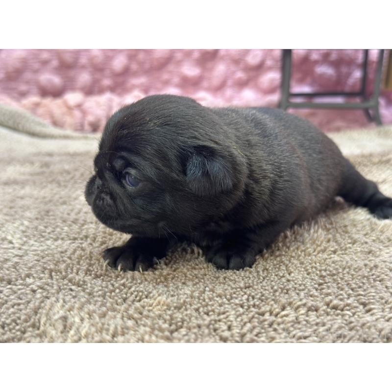 販売中の茨城県のパグ-422871の7枚目