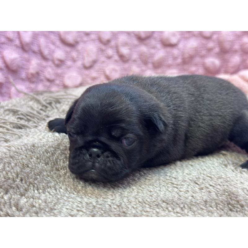 販売中の茨城県のパグ-422871の6枚目