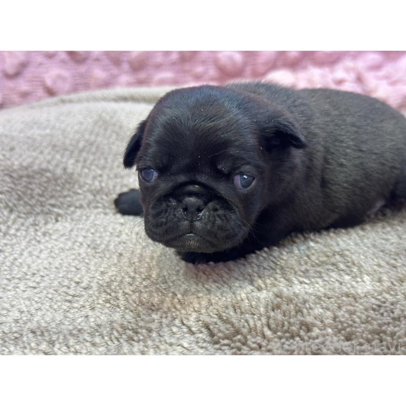 販売中の茨城県のパグ-422871の5枚目