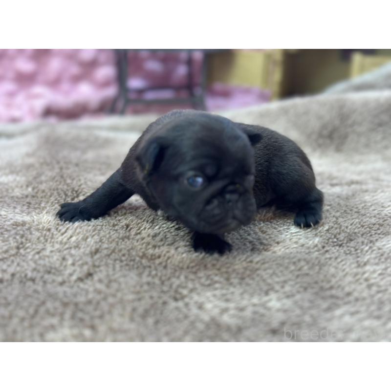 販売中の茨城県のパグ-422871の4枚目