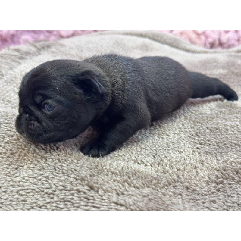 販売中の茨城県のパグ-422871の3枚目