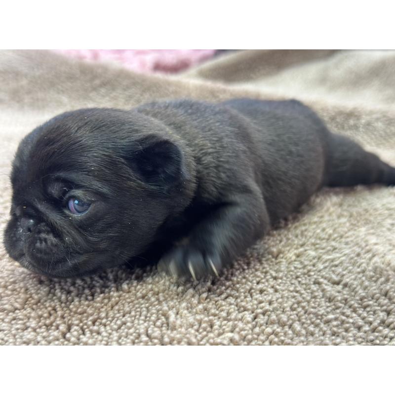 販売中の茨城県のパグ-422871の2枚目