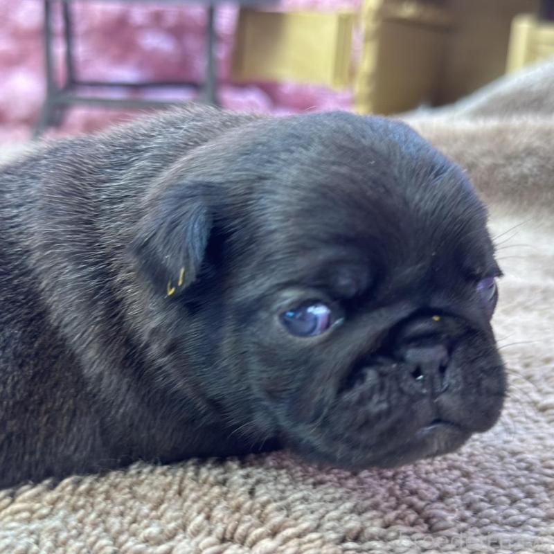 販売中の茨城県のパグ-422871の1枚目