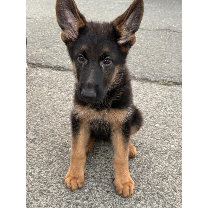 販売中の滋賀県のジャーマンシェパードドッグ-422872の3枚目