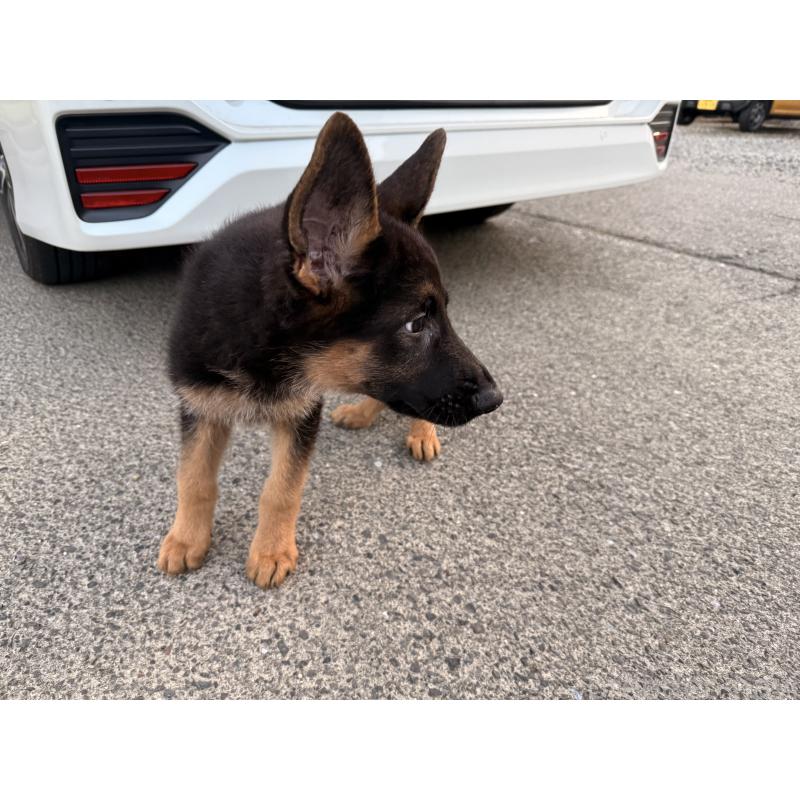 販売中の滋賀県のジャーマンシェパードドッグ-422872の2枚目