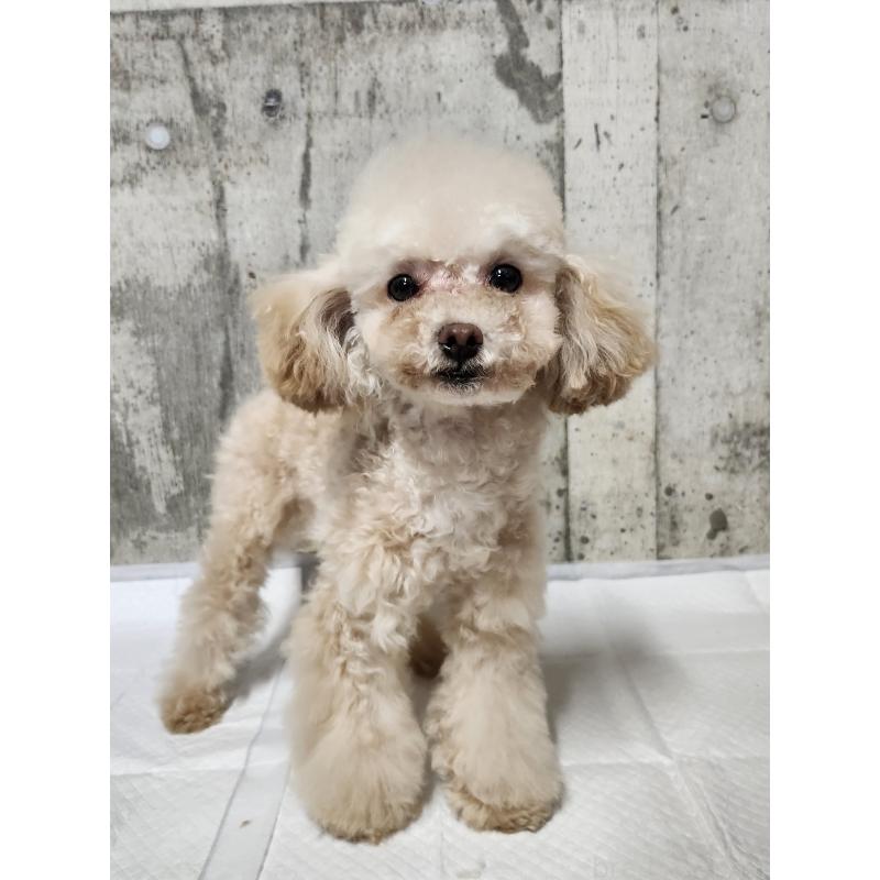 販売中の北海道のティーカッププードル-385837の2枚目