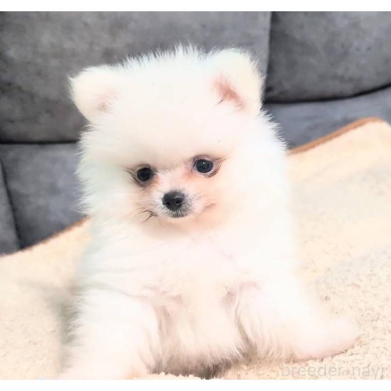 販売中の愛知県のポメラニアン-422873の7枚目