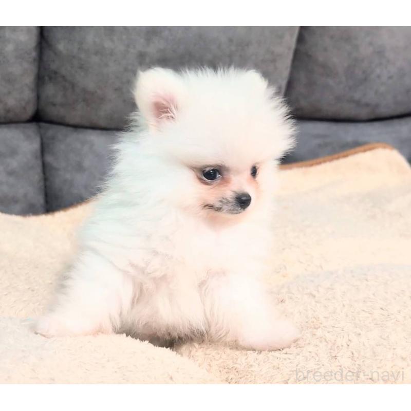 販売中の愛知県のポメラニアン-422873の6枚目