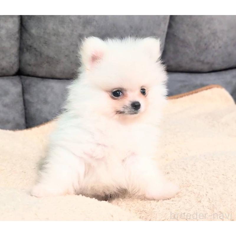 販売中の愛知県のポメラニアン-422873の5枚目