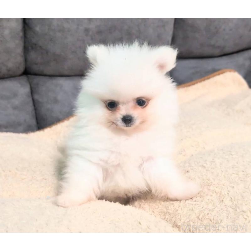 販売中の愛知県のポメラニアン-422873の4枚目