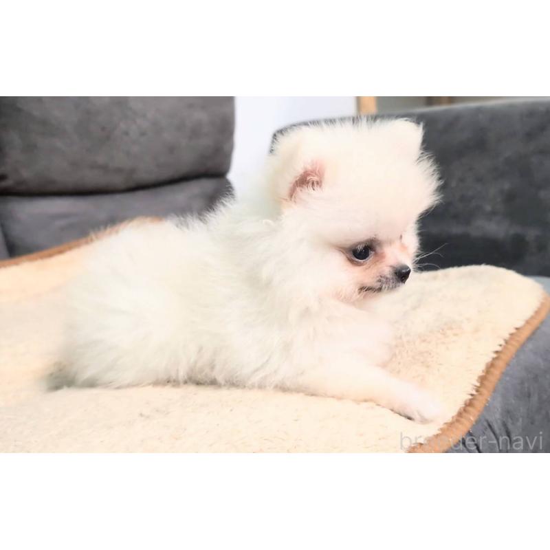販売中の愛知県のポメラニアン-422873の3枚目