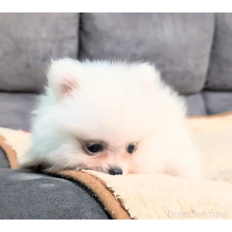 販売中の愛知県のポメラニアン-422873の2枚目
