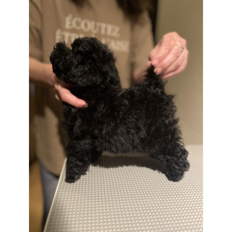 販売中の東京都のタイニープードル-423130の2枚目