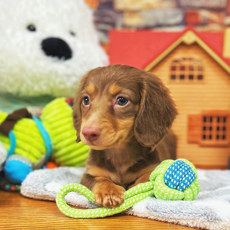 販売中の東京都のミニチュアダックスフンド(ロングヘアード)-423133の3枚目