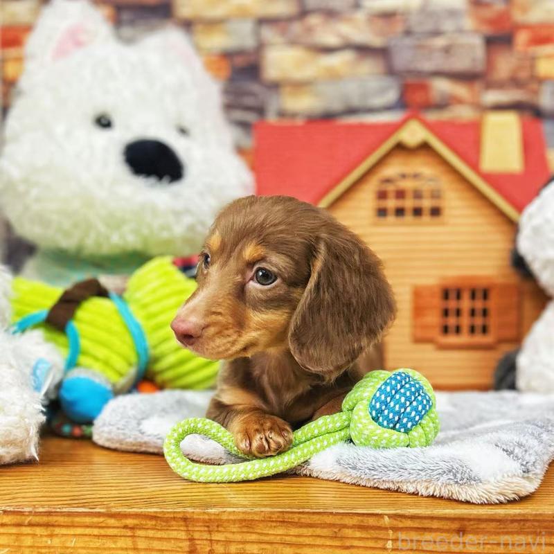 販売中の東京都のミニチュアダックスフンド(ロングヘアード)-423133の2枚目