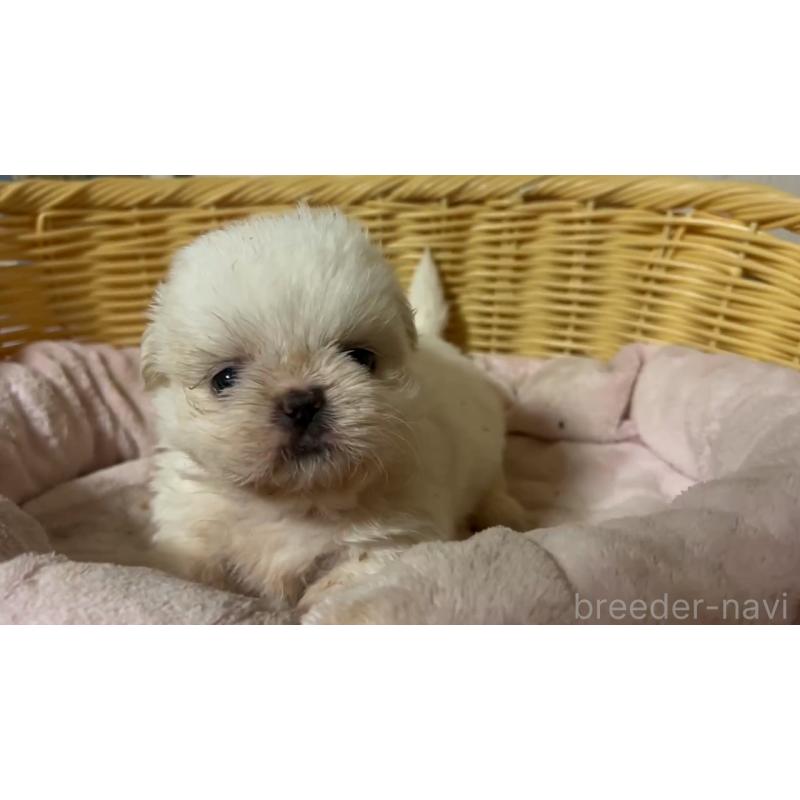 販売中の岡山県のミックス犬-418758の12枚目