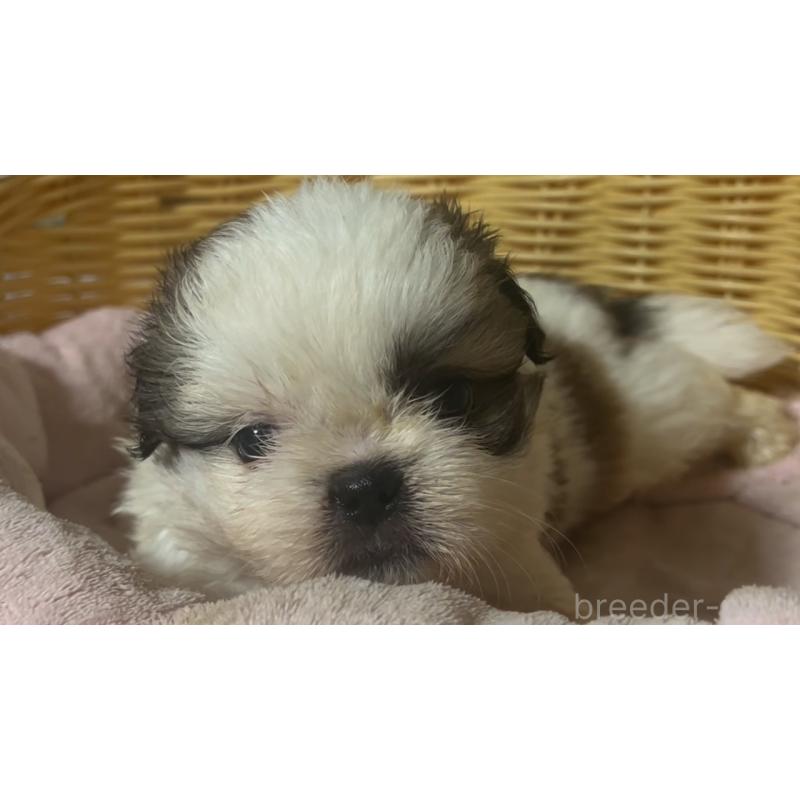 販売中の岡山県のミックス犬-418757の9枚目