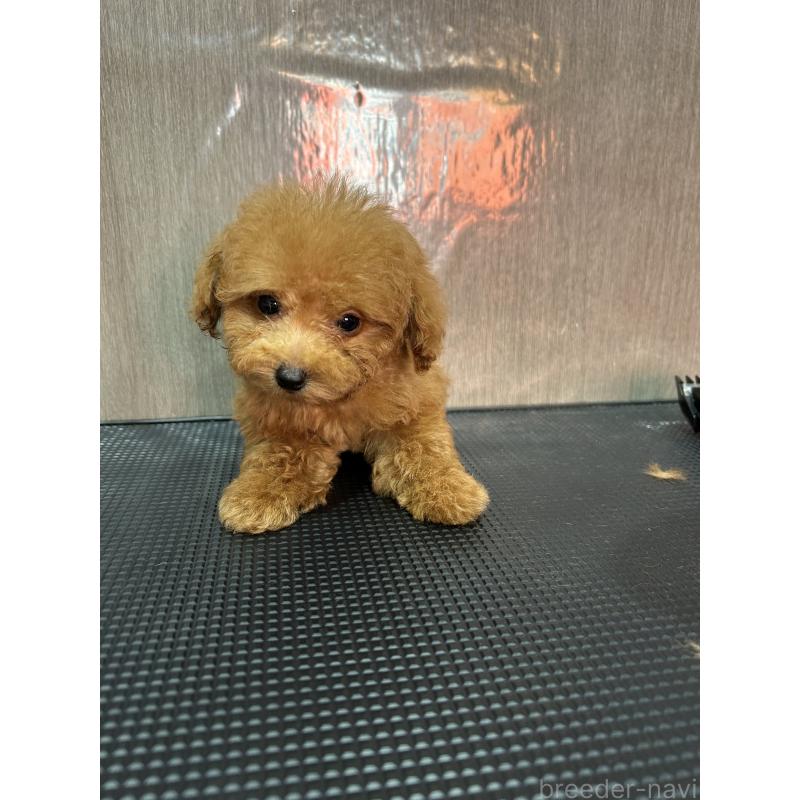 販売中の徳島県のティーカッププードル-423134の3枚目