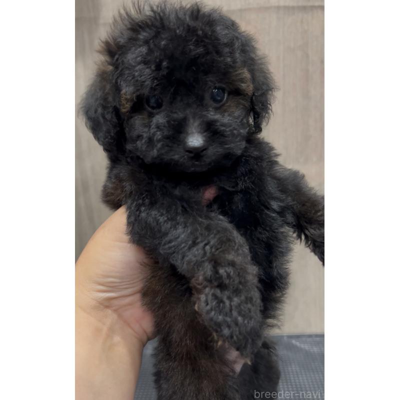 販売中の徳島県のタイニープードル-423135の3枚目