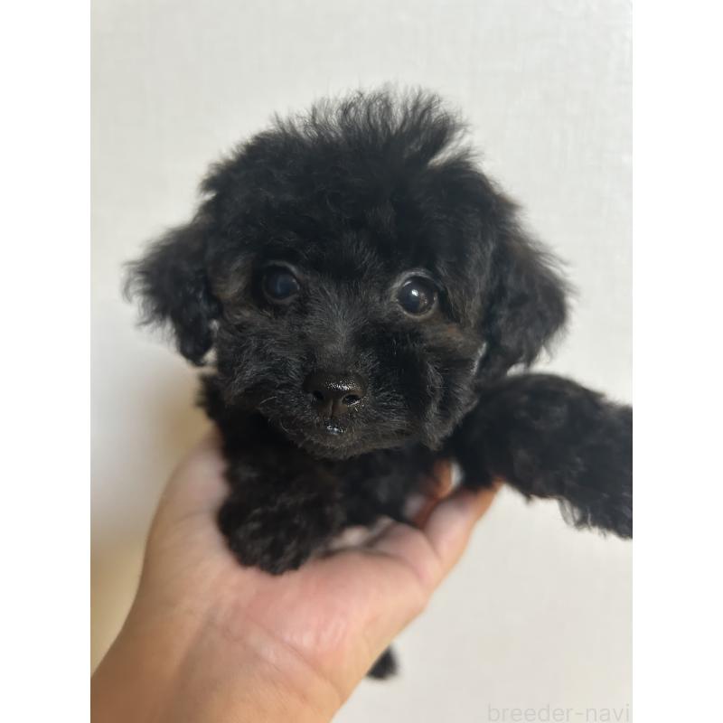 販売中の徳島県のタイニープードル-423135の2枚目