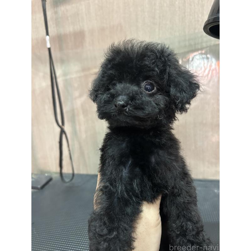 販売中の徳島県のティーカッププードル-423136の3枚目