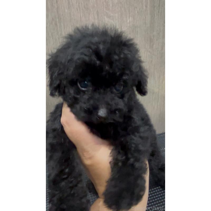 販売中の徳島県のティーカッププードル-423136の2枚目