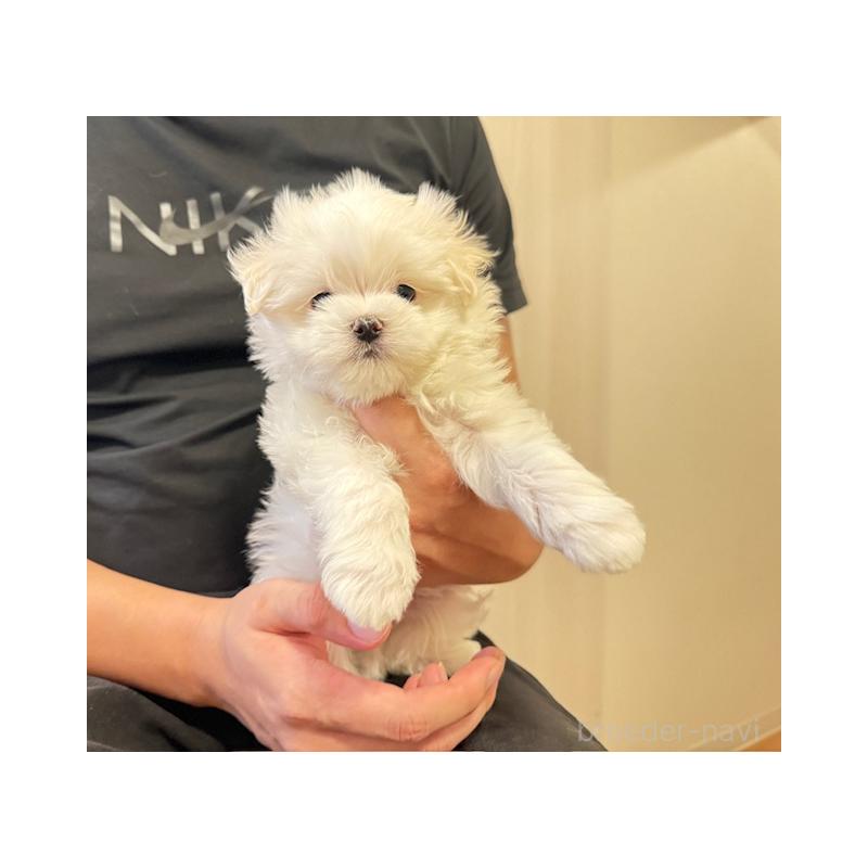販売中の愛知県のマルチーズ-423137の1枚目