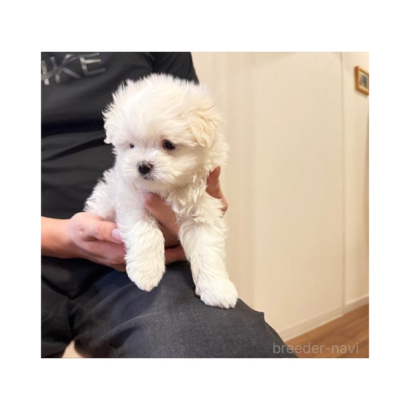 販売中の愛知県のマルチーズ-423137の4枚目