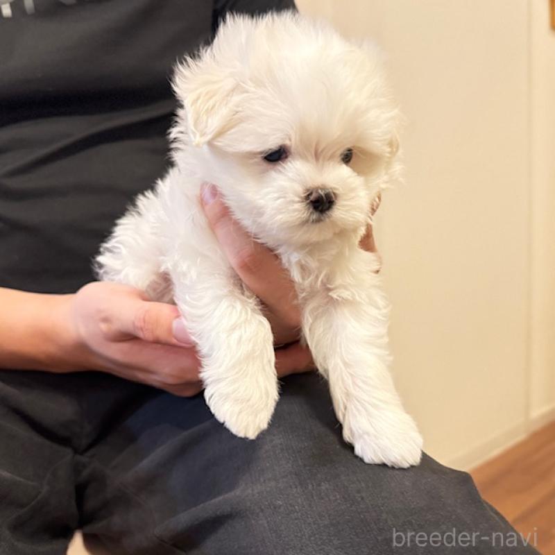 販売中の愛知県のマルチーズ-423137の3枚目