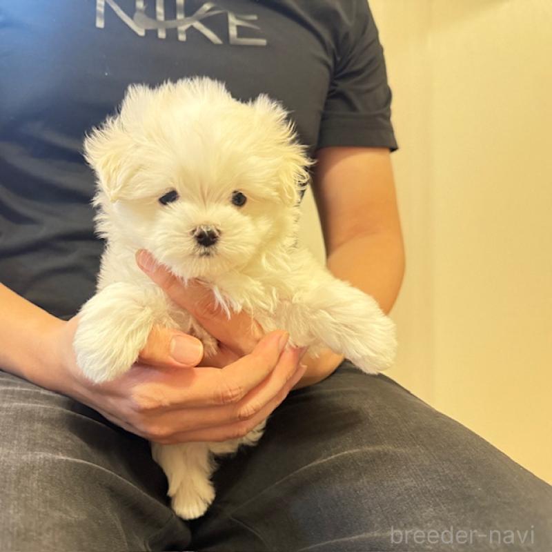 販売中の愛知県のマルチーズ-423137の2枚目