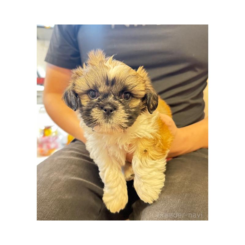 販売中の愛知県のシーズー-423138の1枚目