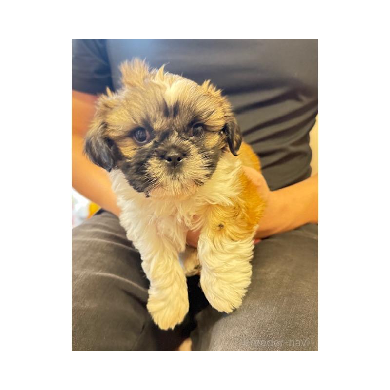 販売中の愛知県のシーズー-423138の5枚目