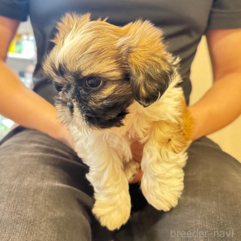 販売中の愛知県のシーズー-423138の4枚目