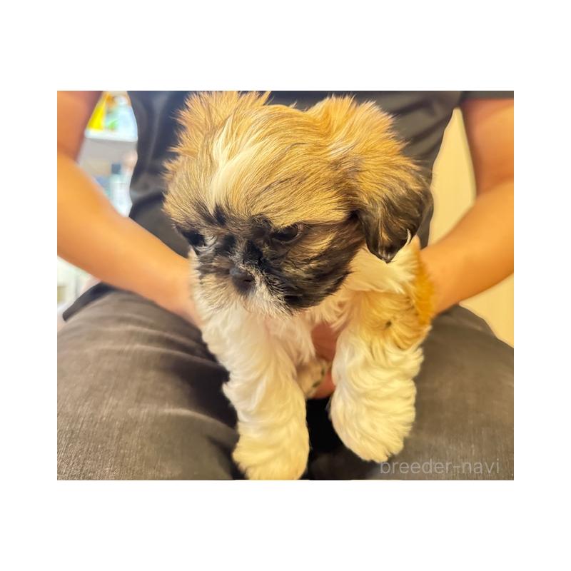 販売中の愛知県のシーズー-423138の3枚目