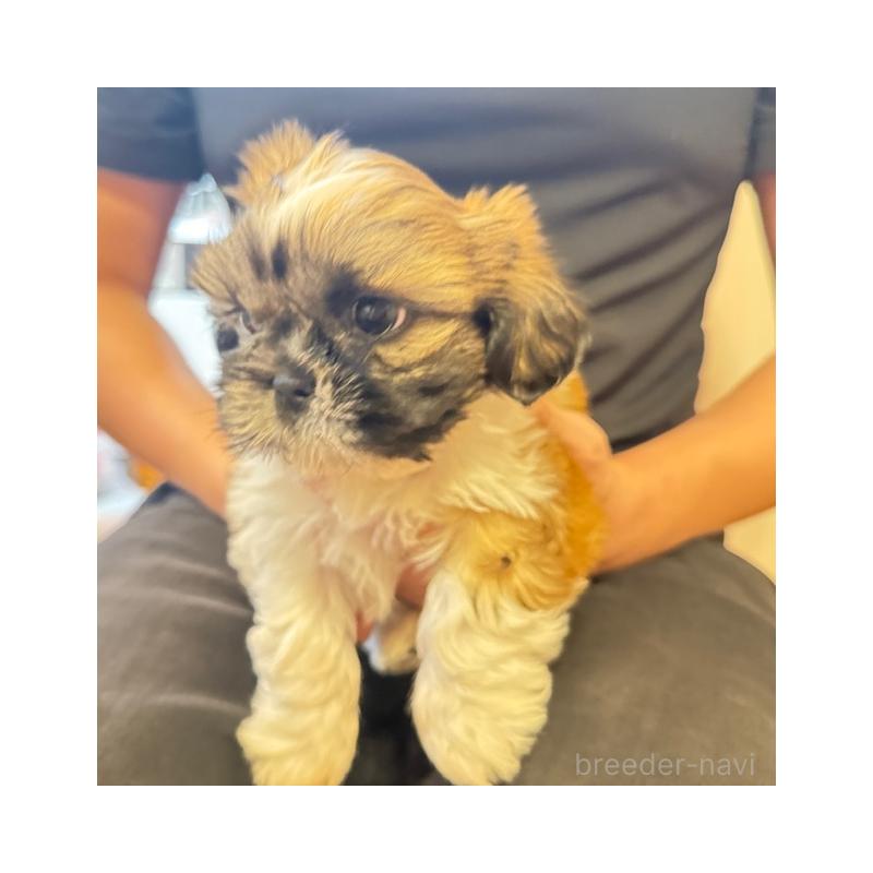 販売中の愛知県のシーズー-423138の2枚目